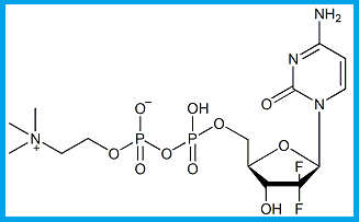 GEMCITABINE DIPHOSPHATE CHOLINE